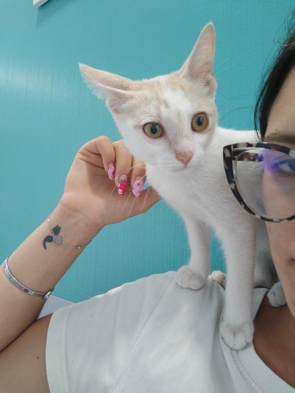 Stitch meraviglioso dolce gattino cerca famiglia  Foto 4